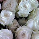 Roses ramifiée blanche Equateur Ethiflora